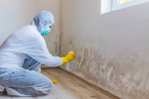 Licensed Mold Removal service in Huntly, VA - WQB Mold Removal